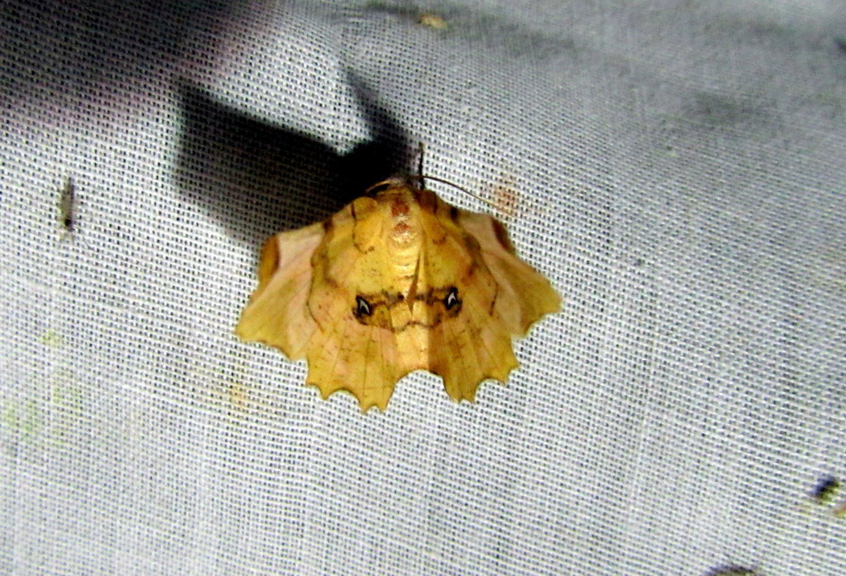 Selenia lunularia - egyfoltos holdasaraszoló
