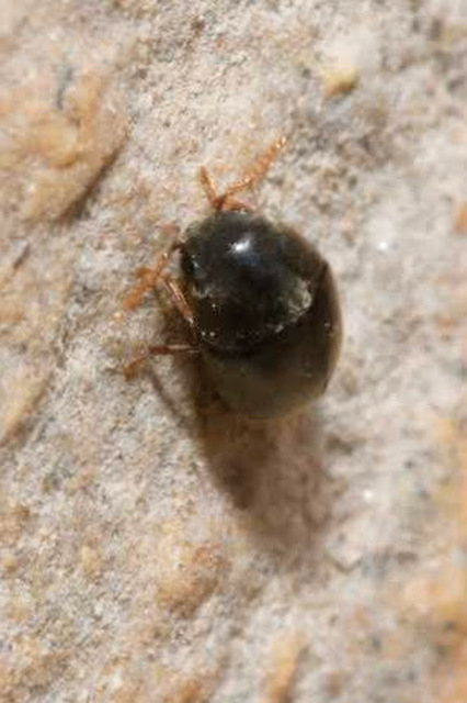 Mesocoelopus niger - borostyánálszú