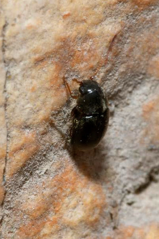 Mesocoelopus niger - borostyánálszú