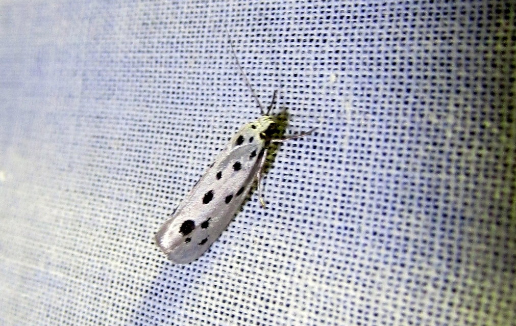 Ethmia dodecea - tízpettyes feketemoly
