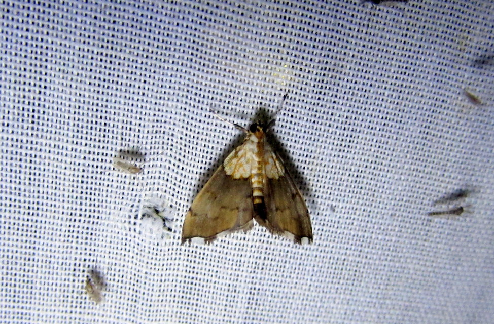 Agrotera nemoralis - ligeti tűzmoly