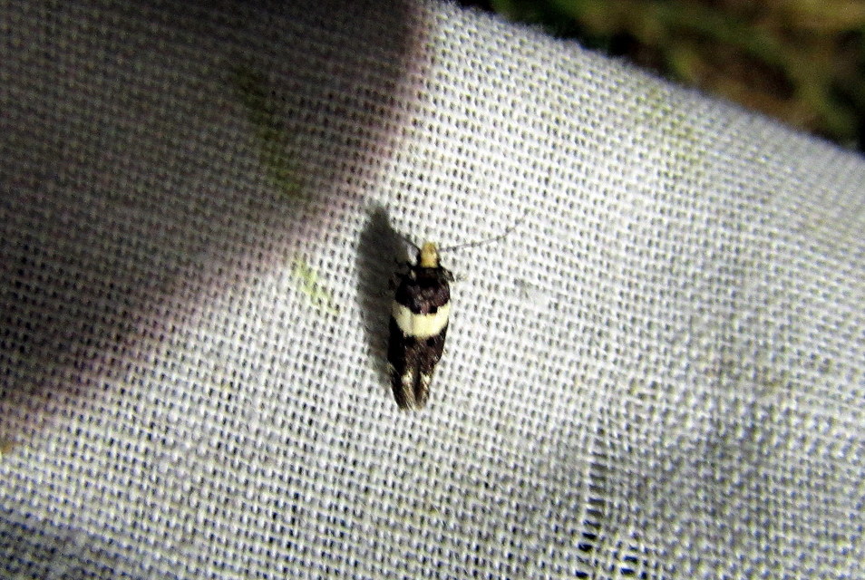 Recurvaria leucatella - nagy vörös-rügysodrómoly