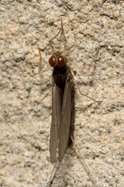 Baetis