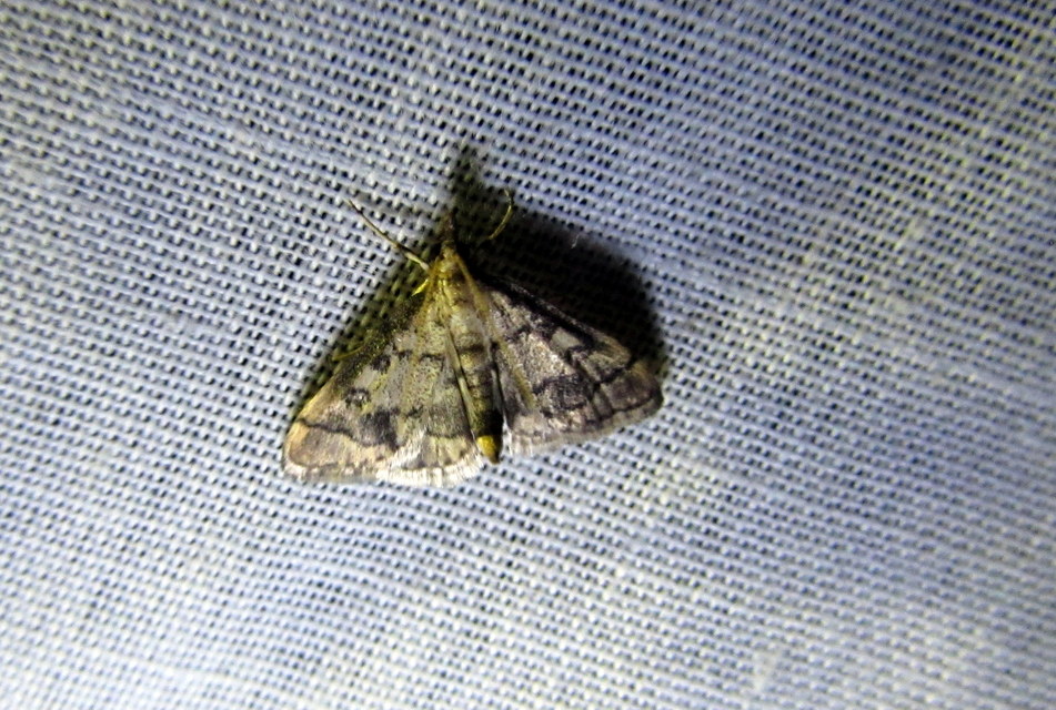 Metasia ophialis - kígyósávos tűzmoly