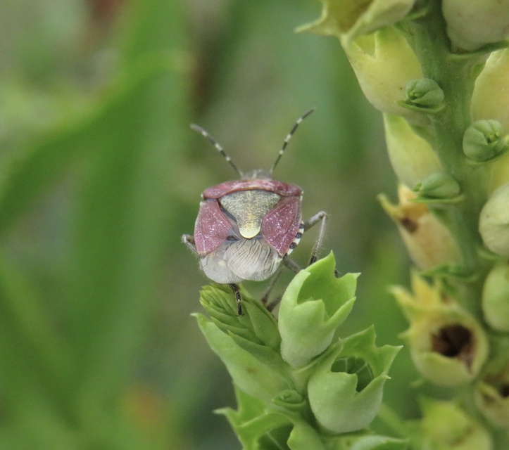 Dolycoris baccarum - közönséges bogyómászó-poloska
