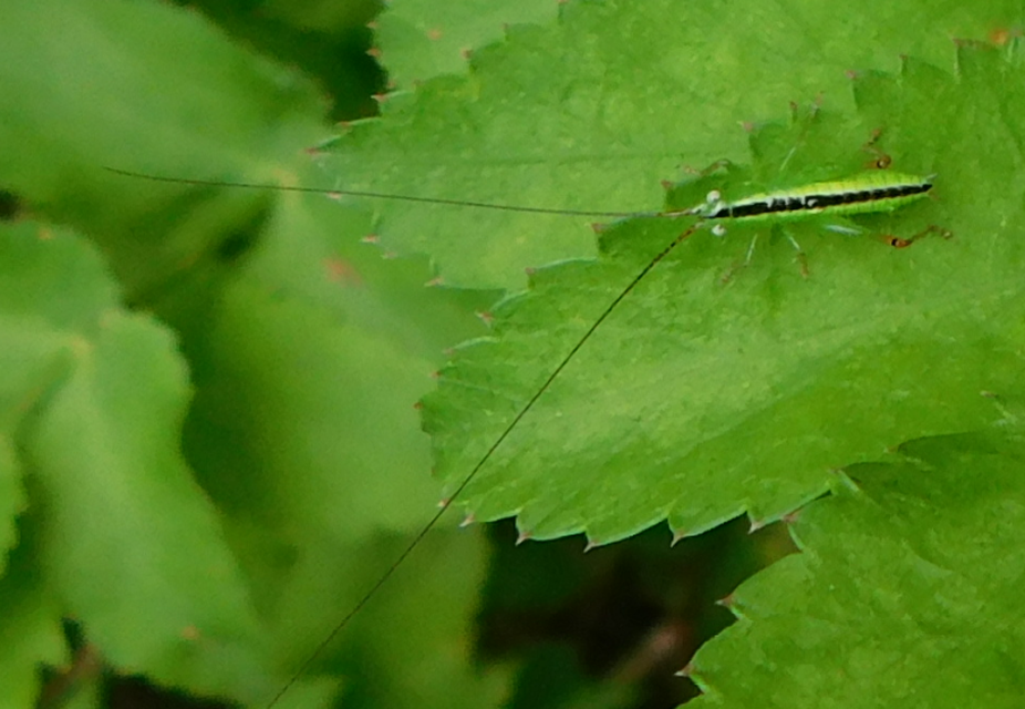 Conocephalus fuscus - kis kúpfejűszöcske