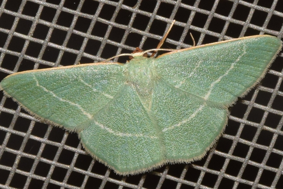 Chlorissa viridata - üdezöld araszoló