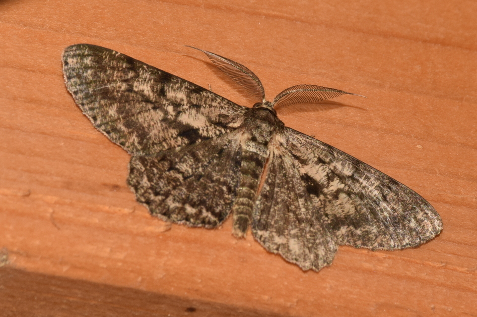 Hypomecis roboraria - nagy tölgyfaaraszoló