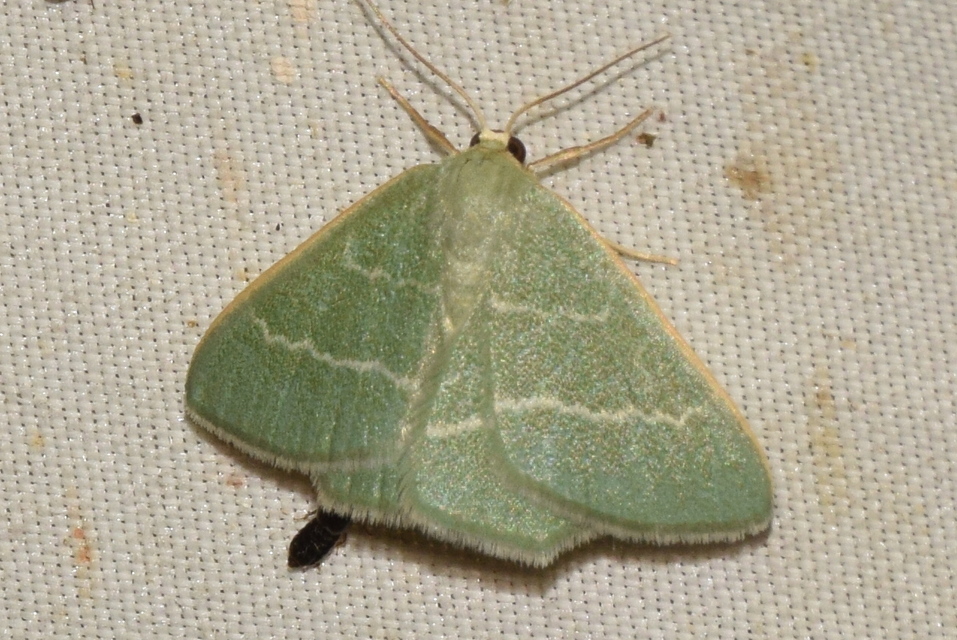 Chlorissa viridata - üdezöld araszoló