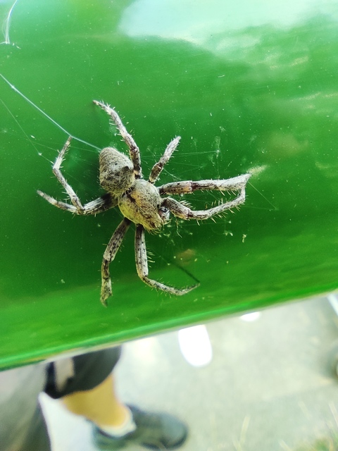 Araneus circe/angulatus