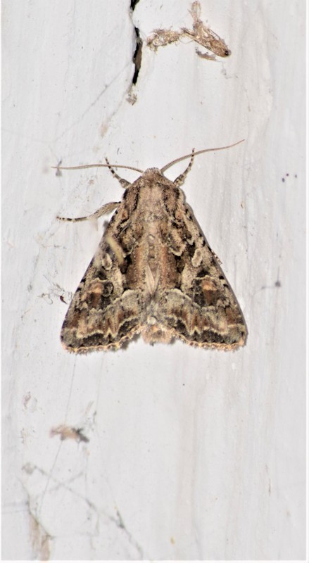 Lacanobia blenna - vándor kertibagoly