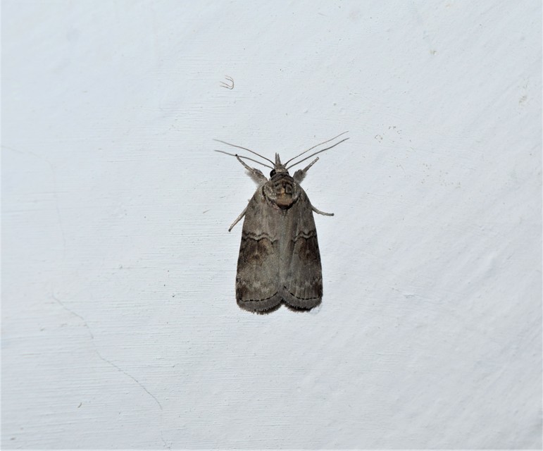 Nycteola asiatica - nyárfa-trapézbagoly