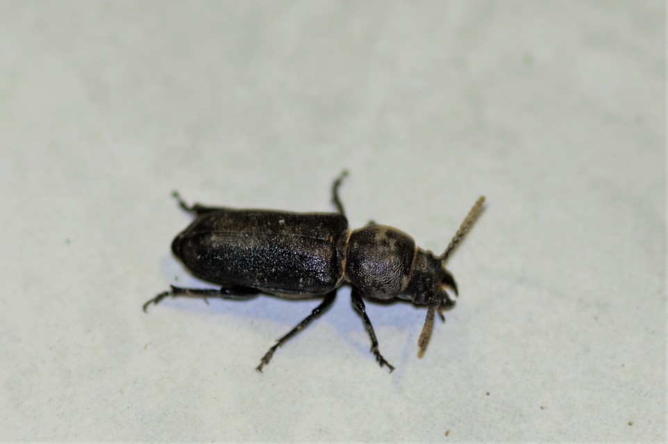 Spondylis buprestoides - erdei félcincér