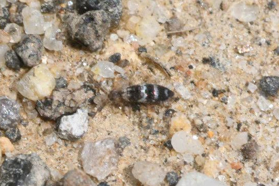 Entomobryidae