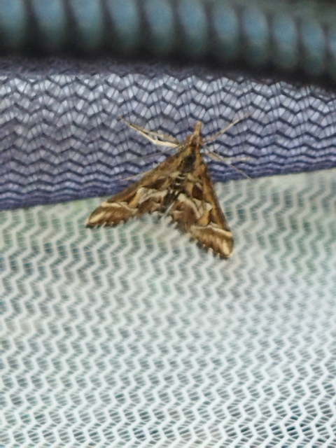 Diasemia reticularis - betűmintás tűzmoly