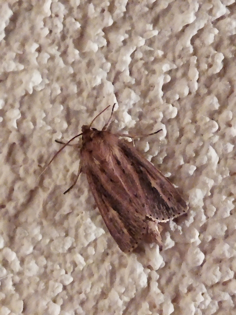Globia sparganii - nagy nádibagoly