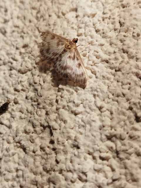 Anania hortulata - tarka csalánmoly