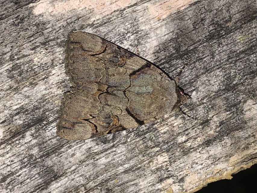 Catocala hymenaea - kökény-övesbagoly