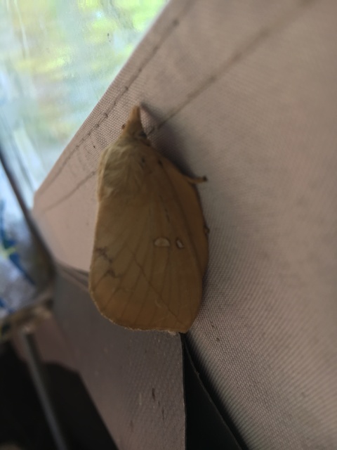 Euthrix potatoria - szomjas pohók