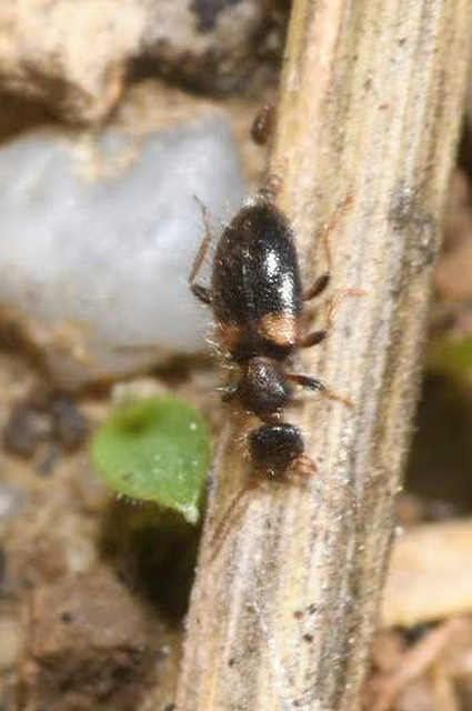 Hirticollis hispidus - szőrös fürgebogár