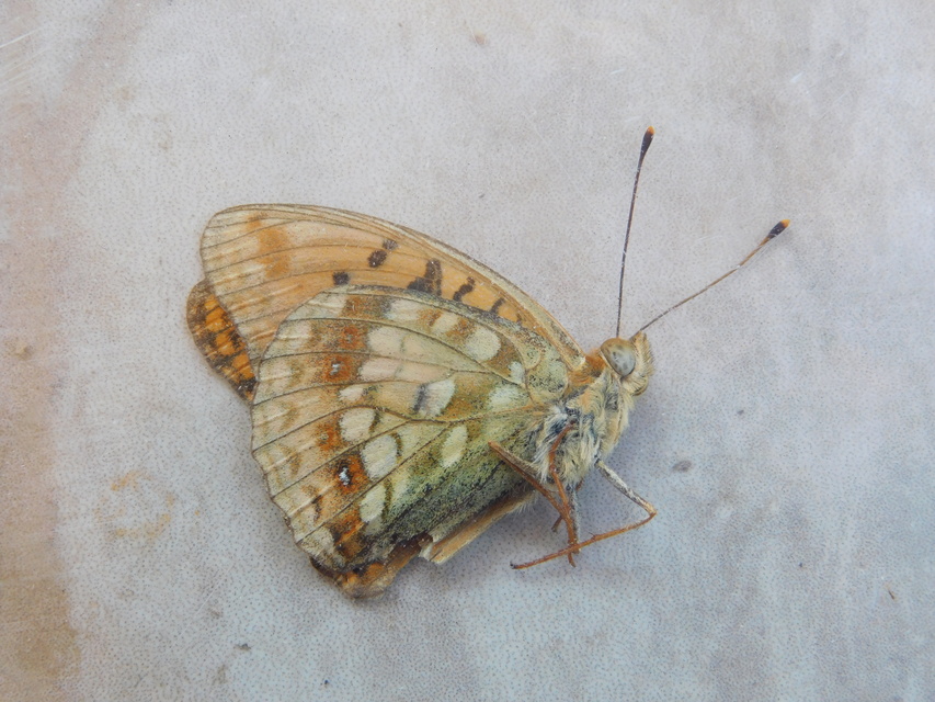 Argynnis adippe - ezüstös gyöngyházlepke