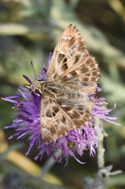 Carcharodus alceae - mályva-busalepke