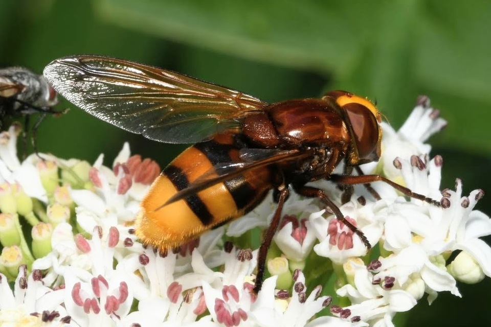 Volucella zonaria - kétöves pihelégy