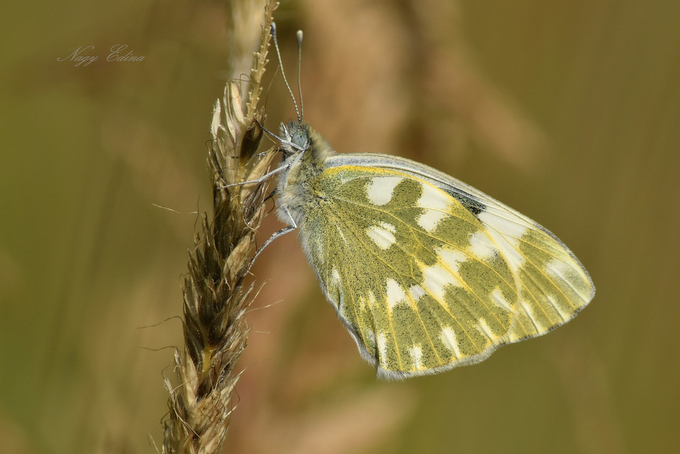 Pontia edusa - rezedalepke