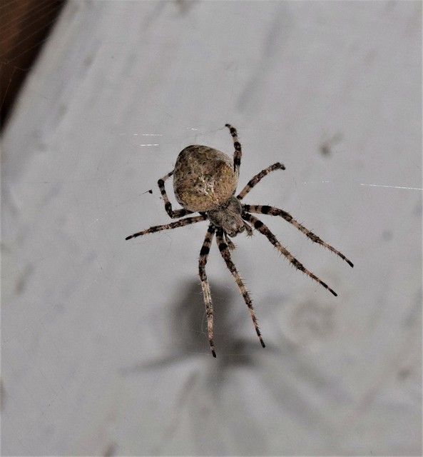 Araneus circe/angulatus