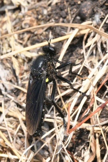 Dasypogon