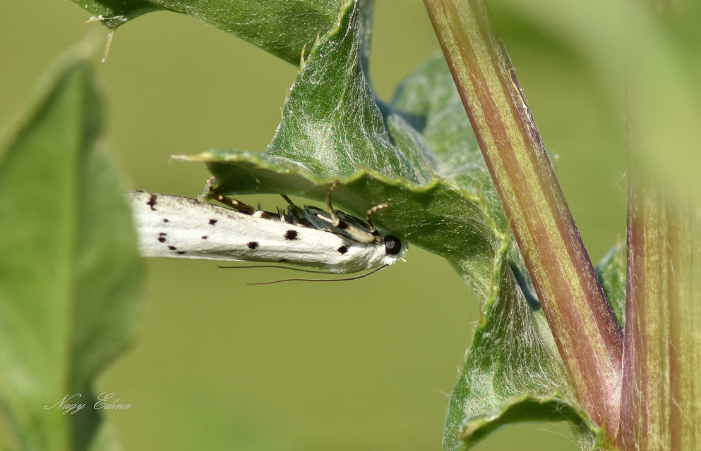 Myelois circumvoluta - pettyes karcsúmoly