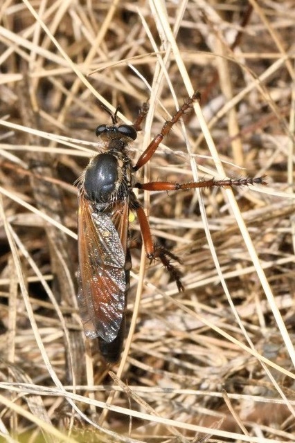Dasypogon