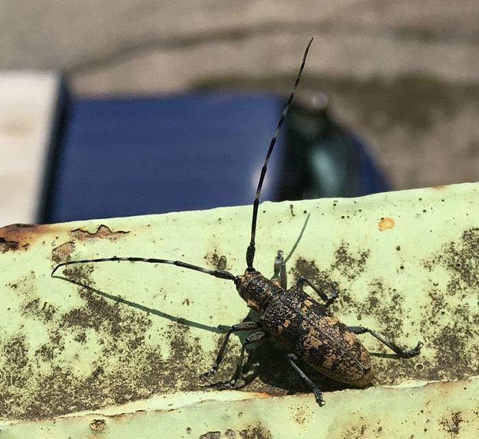 Monochamus galloprovincialis pistor - foltos fenyvescincér