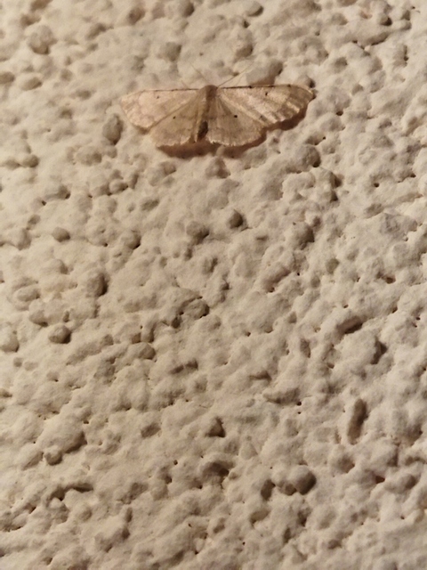Idaea politaria - vonalas apróaraszoló