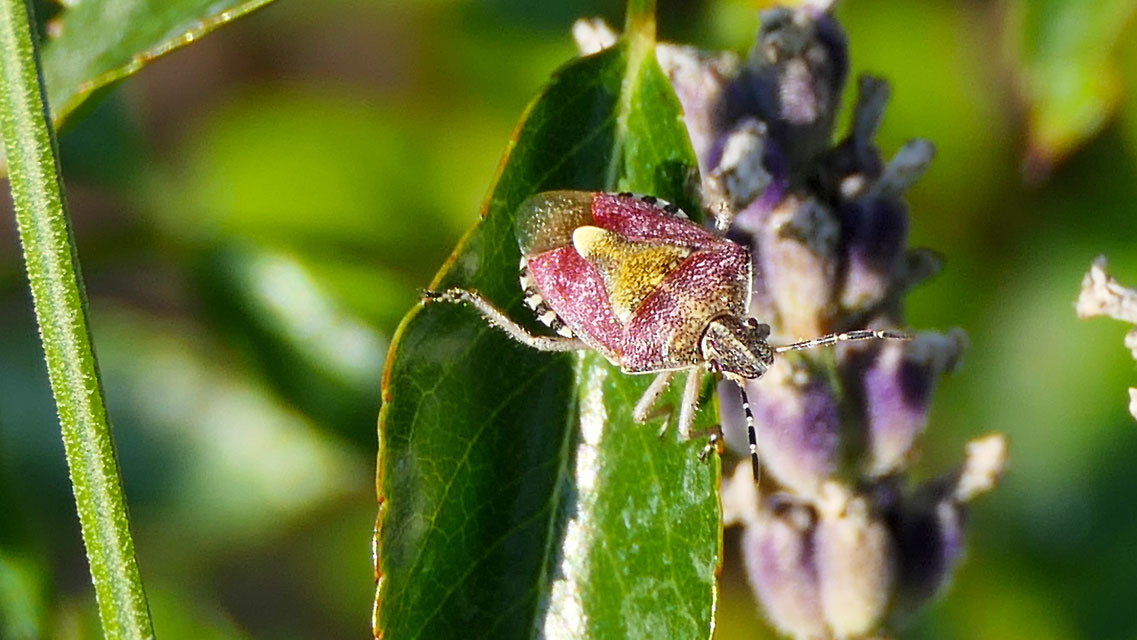 Dolycoris baccarum - közönséges bogyómászó-poloska