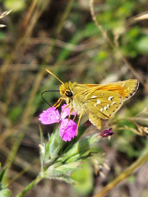 Hesperia comma - vesszős busalepke