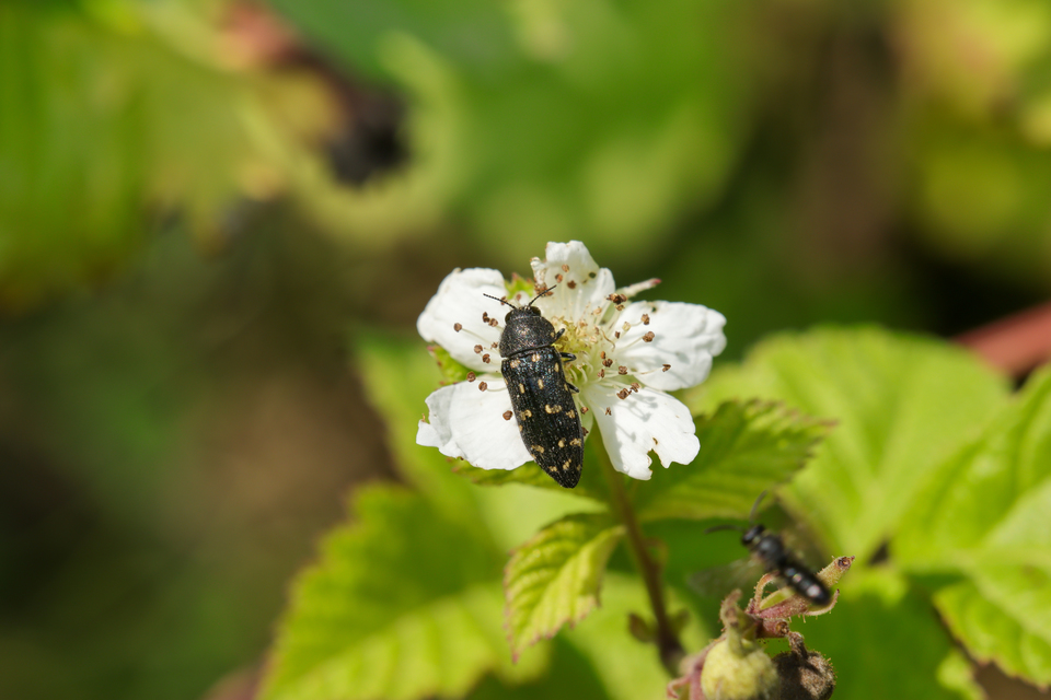 Acmaeodera degener - sárgafoltos zömökdíszbogár