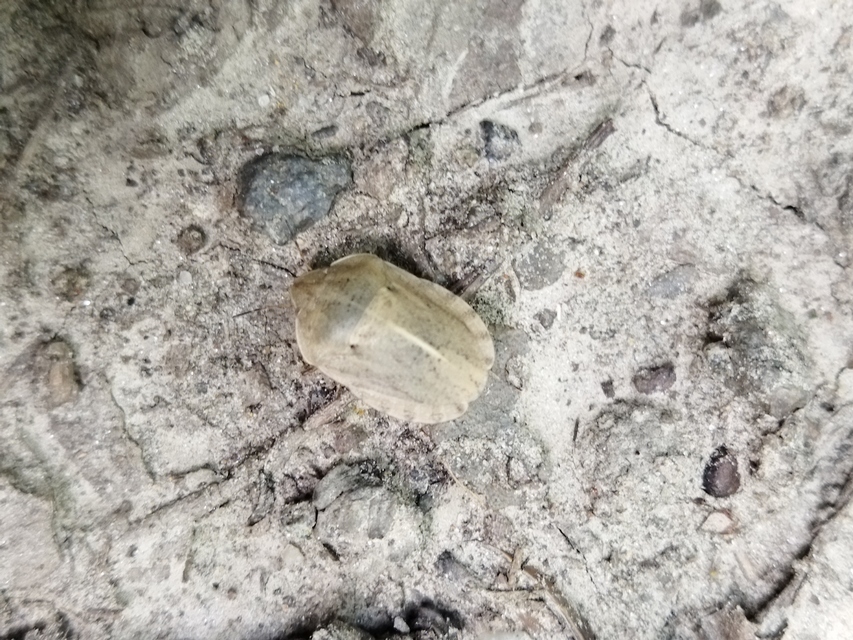 Eurygaster austriaca - osztrákpoloska Eurygaster austriaca - osztrákpoloska