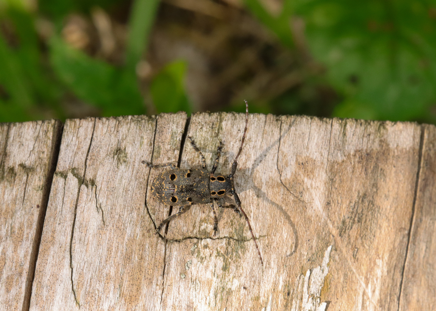Mesosa curculionoides - szemfoltos cincér