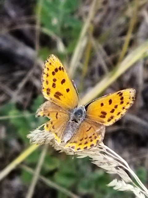 Lycaena thersamon - kis tűzlepke