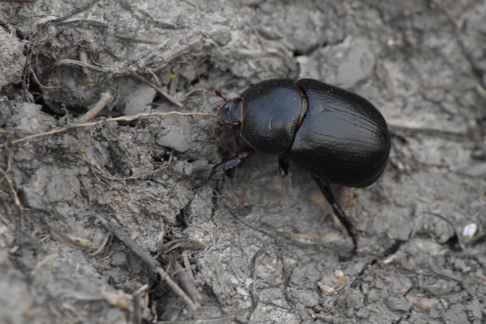 Pentodon idiota - butabogár
