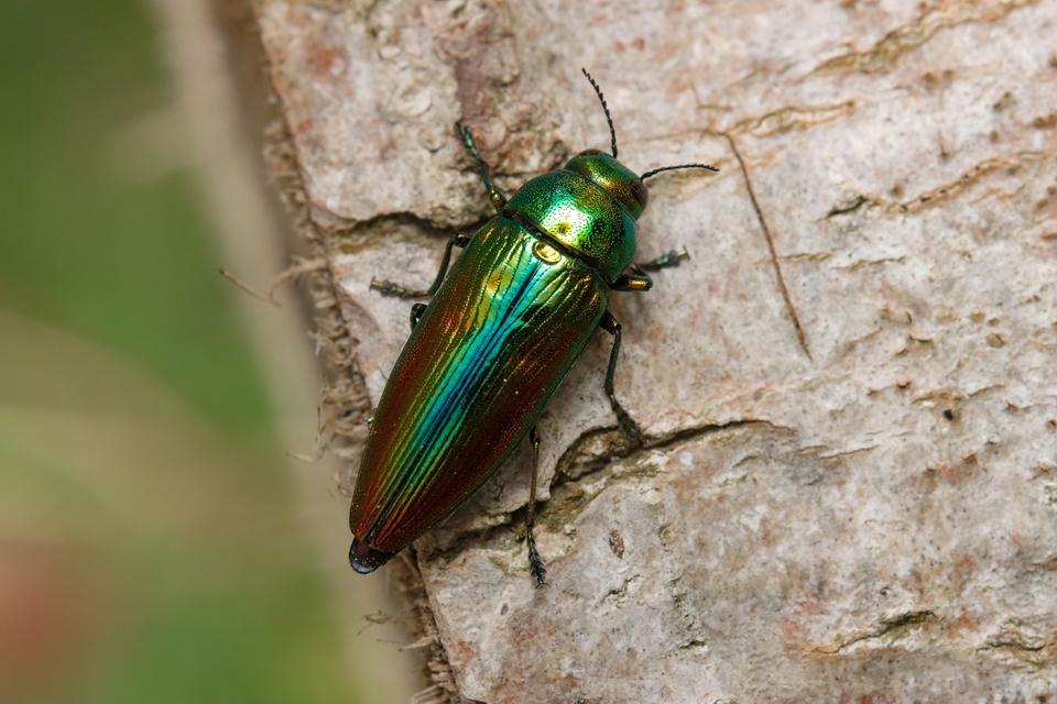 Eurythyrea aurata - aranyos díszbogár