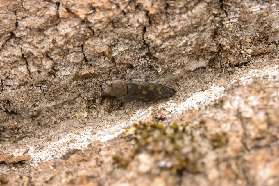 Trachypteris picta decostigma - foltos fürgedíszbogár