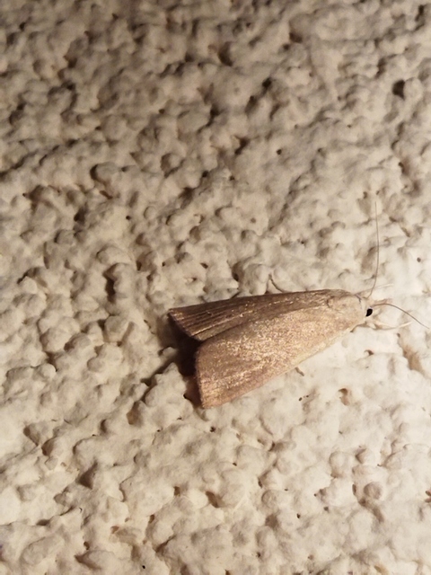 Calamotropha paludella - barna nádlevélmoly