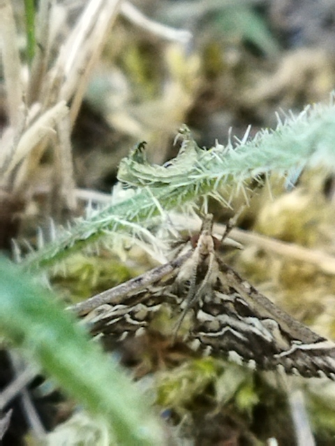 Diasemia reticularis - betűmintás tűzmoly