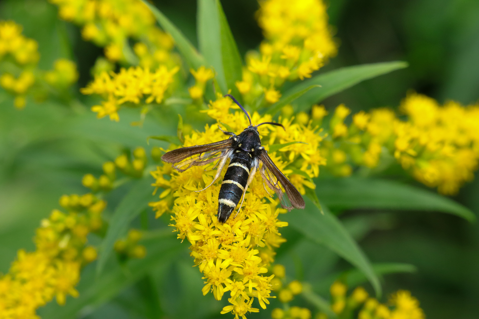 Paranthrene tabaniformis - bögölyszitkár