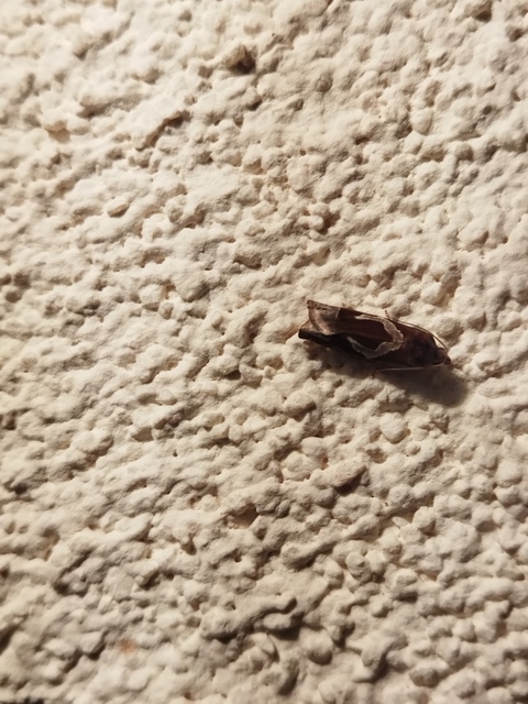 Epiblema foenella - kampósfoltú tükrösmoly