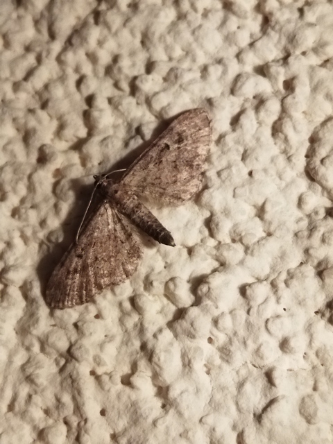 Eupithecia virgaureata - aranyvessző-törpearaszoló