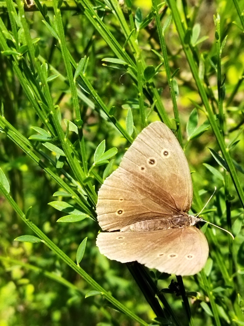 Aphantopus hyperanthus - közönséges ökörszemlepke