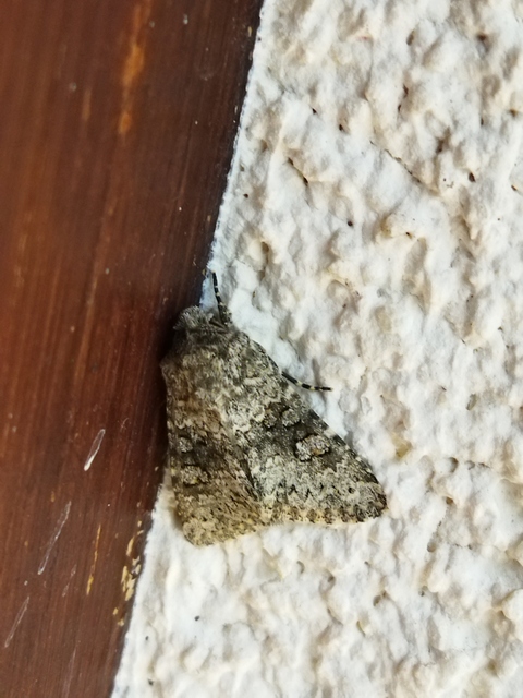 Hecatera dysodea - parajbagoly